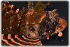 Fuzzy Dwarf Lionfish